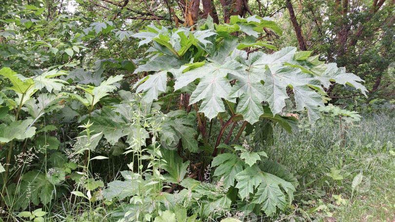 Скачать Большие зеленые листья борщевика Сосновского растут в пышном лесу, в окружении разнообразной растительности, демонстрируя красоту природного разнообразия и богатой экосистемы фотосток Ozero