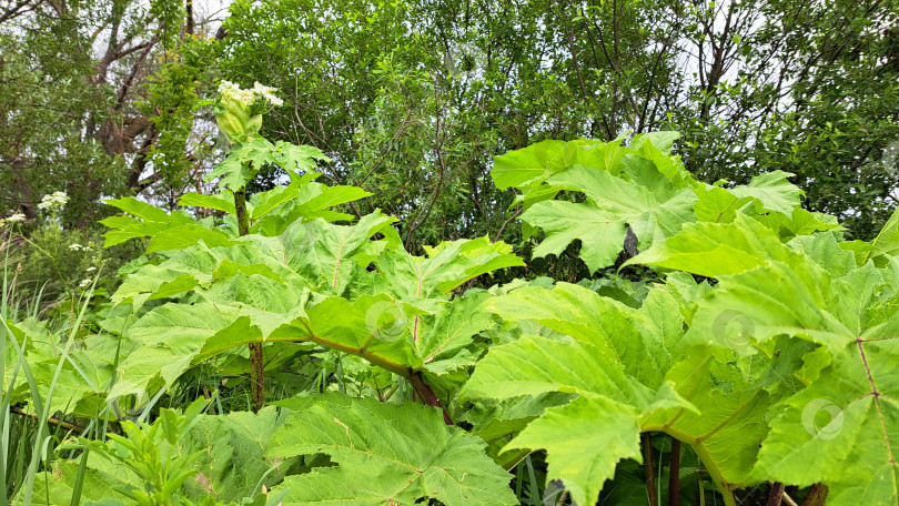Скачать Крупные зеленые листья борщевика Сосновского растут в пышной среде, демонстрируя свою уникальную текстуру и яркий цвет на фоне густой листвы и естественной зелени фотосток Ozero