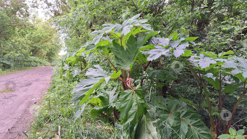 Скачать Большие зеленые листья борщевика Сосновского, растущего рядом с грунтовой дорожкой в окружении пышной зелени, демонстрируют яркое природное окружение и уникальную растительность фотосток Ozero