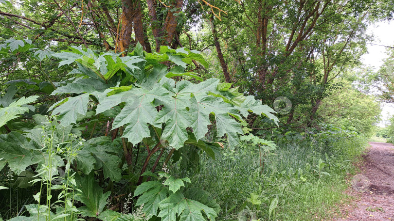 Скачать Большие зеленые листья борщевика Сосновского в изобилии растут вдоль сельской тропинки, окруженной пышной зеленью и деревьями, демонстрируя впечатляющие размеры растения и его естественную среду обитания фотосток Ozero