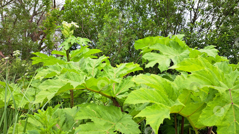 Скачать Крупные зеленые листья борщевика Сосновского растут в пышной среде, демонстрируя яркую листву и естественную среду обитания, наполненную зеленью и разнообразной растительностью фотосток Ozero