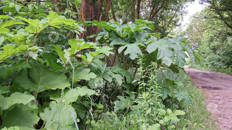 Скачать Борщевик Сосновского с крупными зелеными листьями растет вдоль грунтовой дорожки в окружении пышной растительности, демонстрируя яркую листву и природную красоту фотосток Ozero