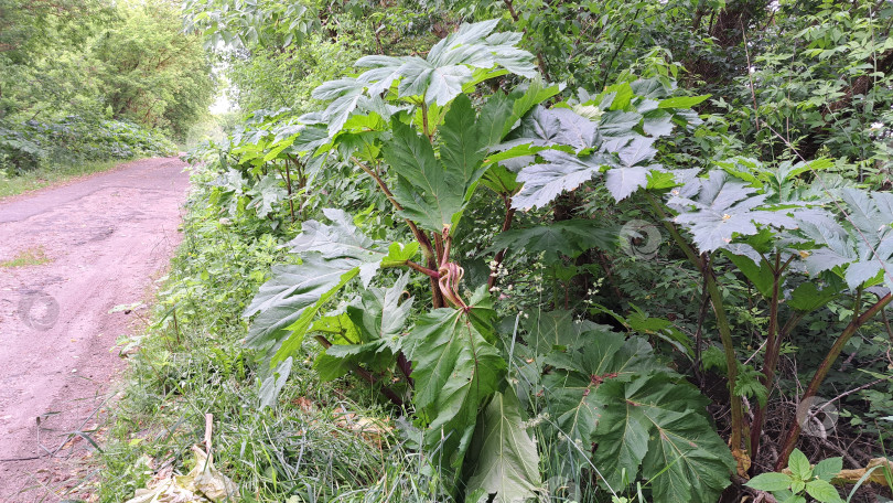 Скачать Большие зеленые листья борщевика Сосновского, растущего вдоль грунтовой дорожки, демонстрируют впечатляющие размеры растения и его пышную листву в естественной среде фотосток Ozero