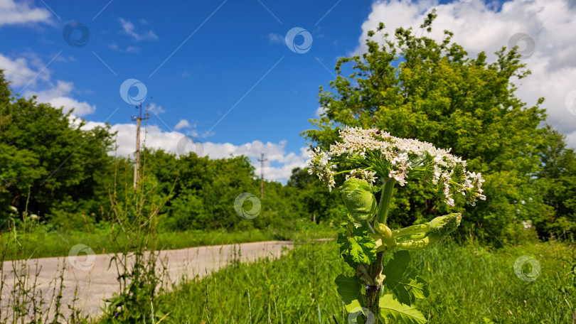 Скачать Борщевик Сосновского с крупными белыми цветами выделяется на фоне пышного зеленого поля под ярко-голубым небом, демонстрируя свои уникальные ботанические особенности и природную среду фотосток Ozero
