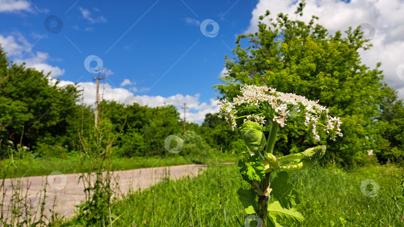 Скачать Борщевик Сосновского с крупными белыми цветами выделяется на фоне пышной зелени под ярко-голубым небом, демонстрируя красоту природы и яркие краски фотосток Ozero