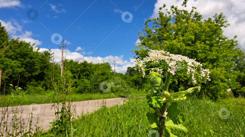 Скачать Борщевик Сосновского высится рядом с извилистой дорогой, окруженный пышной зеленью и ярко-голубым небом, демонстрируя свою уникальную цветочную структуру и естественную среду обитания фотосток Ozero