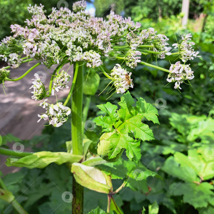 Скачать Борщевик Сосновского с нежными белыми цветами и яркими зелеными листьями, окруженный пышной листвой, демонстрирует красоту природы и ее замысловатые детали в безмятежной обстановке фотосток Ozero