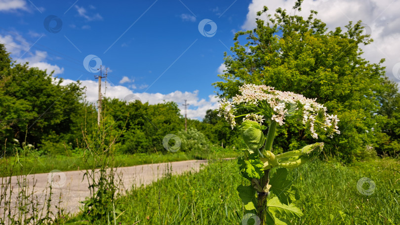 Скачать Борщевик Сосновского возвышается на пышном зеленом поле, окруженный яркой листвой и ясным голубым небом, демонстрируя красоту природной флоры и ее экологическое значение фотосток Ozero