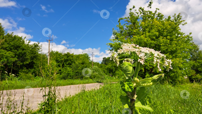 Скачать Борщевик Сосновского возвышается в окружении пышной зелени, демонстрируя свои крупные белые цветы на фоне ярко-голубого неба, подчеркивая природную красоту и экологическое разнообразие фотосток Ozero