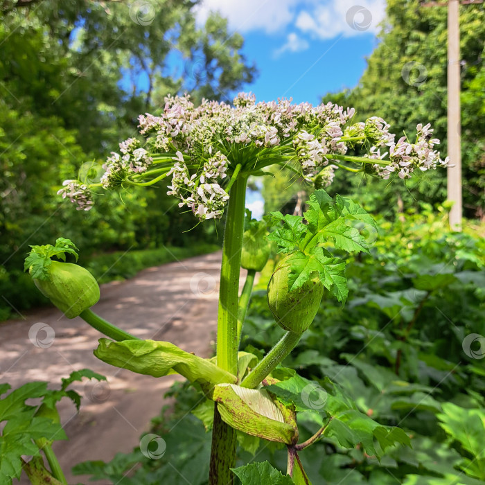 Скачать Борщевик Сосновского с крупными зелеными листьями и нежными белыми цветами, растущий вдоль грунтовой дорожки в окружении пышной зелени, демонстрирует природную красоту и биологическое разнообразие фотосток Ozero