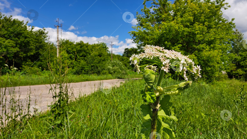 Скачать Борщевик Сосновского с крупными белыми цветами выделяется на фоне пышной зеленой травы у сельской дороги, демонстрируя природную красоту и оживленное окружение фотосток Ozero