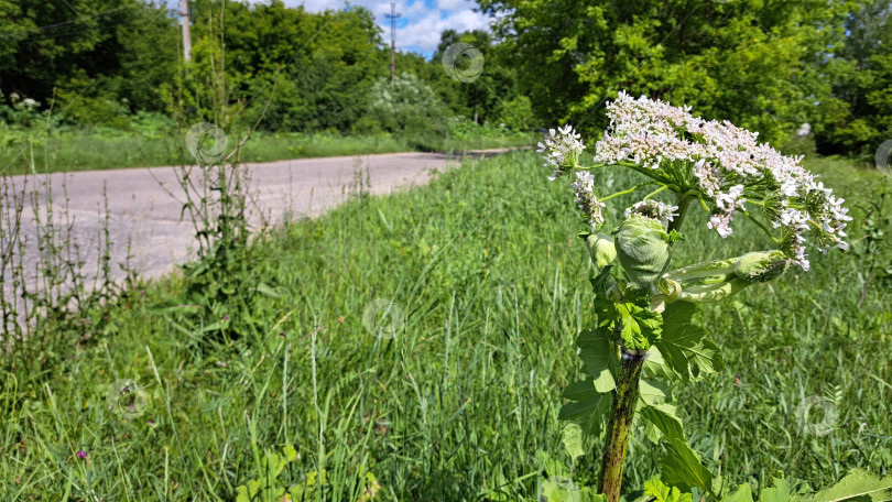 Скачать Борщевик Сосновского высится рядом с сельской дорогой, демонстрируя свои крупные белые соцветия и пышную зеленую листву на ярком природном фоне фотосток Ozero