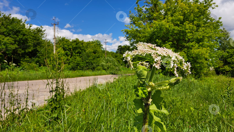 Скачать Борщевик Сосновского высится рядом с извилистой дорогой, окруженный пышной зеленью и яркой листвой, демонстрируя свою уникальную цветочную структуру и естественную среду обитания фотосток Ozero