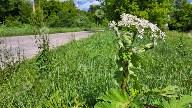 Скачать Растение борщевика Сосновского с большими зелеными листьями и белыми цветами растет рядом с сельской дорогой, в окружении пышной зелени и голубого неба, демонстрируя яркую экосистему природы фотосток Ozero