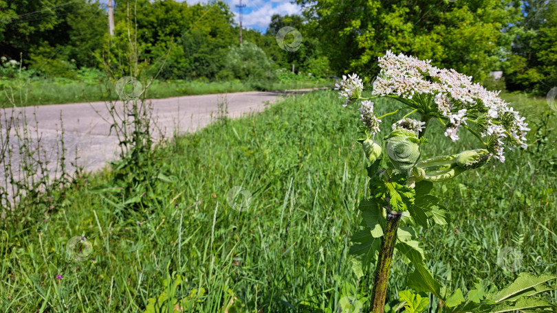 Скачать Растение борщевика Сосновского с крупными белыми цветами стоит на видном месте рядом с сельской дорогой, в окружении пышной зеленой травы и деревьев, демонстрируя свою естественную среду обитания и динамичную экосистему фотосток Ozero