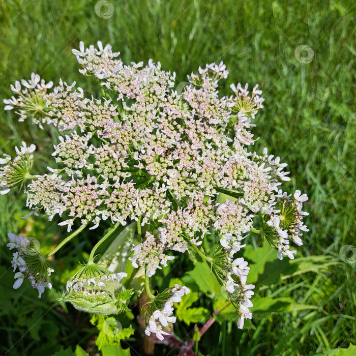 Скачать Борщевик Сосновского с замысловатыми белыми цветами и пышными зелеными листьями, процветающий в естественной среде, демонстрирует свои уникальные ботанические особенности и яркую экосистему фотосток Ozero