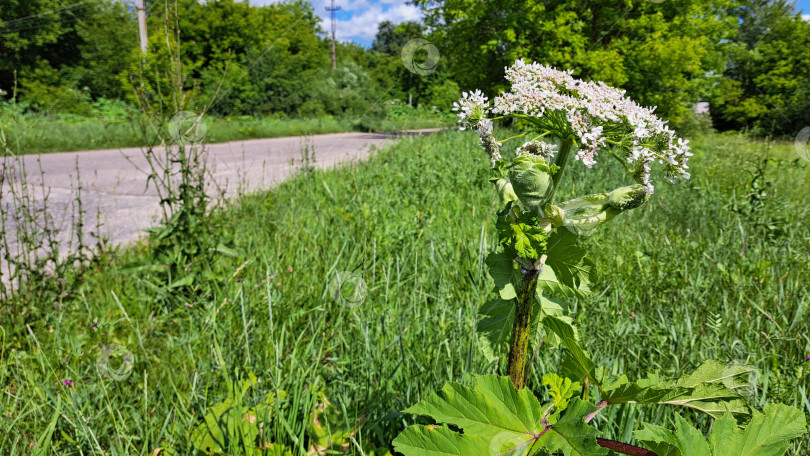 Скачать Борщевик Сосновского высится рядом с сельской дорогой, демонстрируя свои крупные зеленые листья и гроздья белых цветов на ярком зеленом фоне, символизируя жизнестойкость природы фотосток Ozero