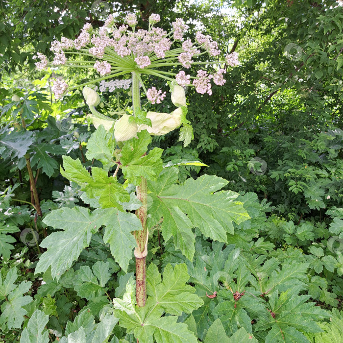 Скачать Растение борщевика Сосновского с крупными зелеными листьями и нежными розовыми цветами, окруженное пышной зеленью, демонстрирует свою уникальную структуру и природную красоту в ярком окружении фотосток Ozero