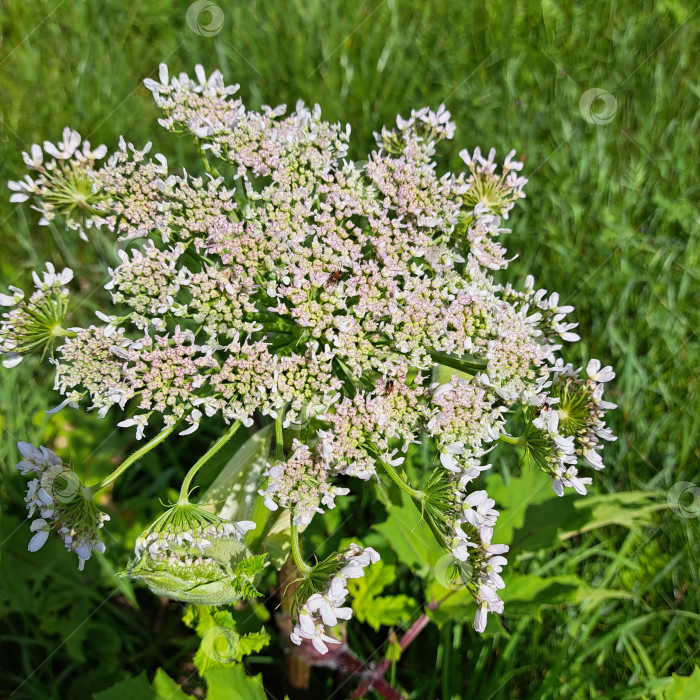 Скачать Борщевик Сосновского с нежными белыми и розовыми соцветиями выделяется на фоне пышной зелени, демонстрируя свою сложную цветочную структуру и природную красоту фотосток Ozero