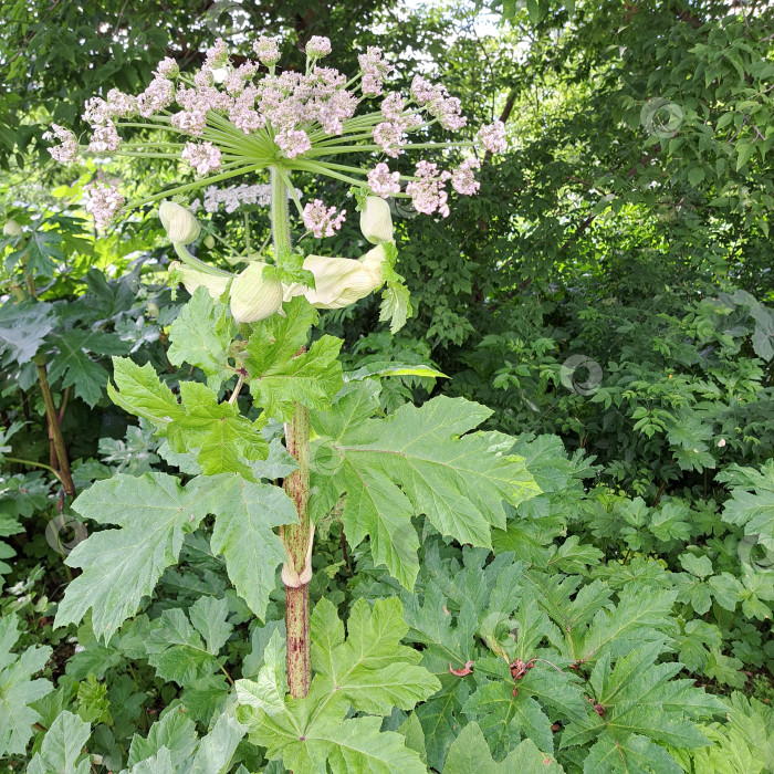 Скачать Борщевик Сосновского с крупными зелеными листьями и нежными белыми цветами выделяется на фоне пышной растительности, демонстрируя свои уникальные ботанические особенности и естественную среду обитания фотосток Ozero