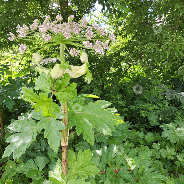 Скачать Борщевик Сосновского с крупными зелеными листьями и нежными розовыми цветами, окруженный пышной зеленью, демонстрирует свои уникальные ботанические особенности и естественную среду обитания фотосток Ozero