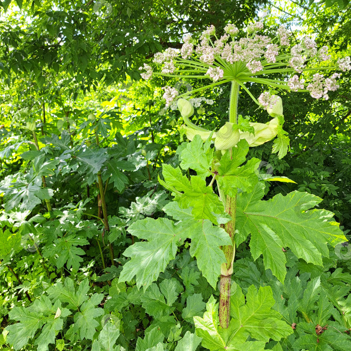 Скачать Борщевик Сосновского с крупными зелеными листьями и белыми соцветиями, окруженный пышной зеленью, демонстрирует свои уникальные ботанические особенности и яркую экосистему фотосток Ozero