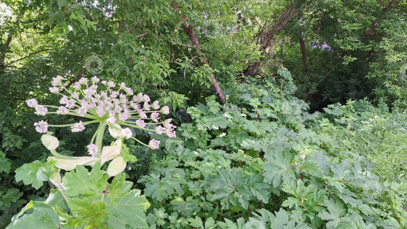 Скачать Борщевик Сосновского с крупными зелеными листьями и нежными белыми цветами, окруженный пышной зеленью, демонстрирует свою естественную среду обитания и яркую экосистему фотосток Ozero