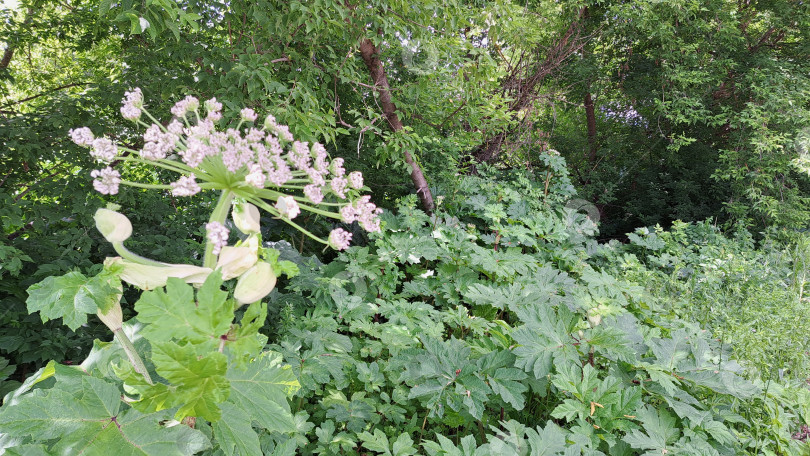 Скачать Борщевик Сосновского с крупными зелеными листьями и нежными белыми цветами, цветущий в окружении пышной зелени, демонстрирует природную красоту и биологическое разнообразие фотосток Ozero