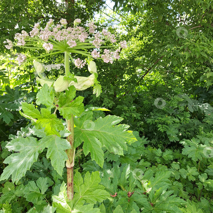 Скачать Борщевик Сосновского с крупными зелеными листьями и нежными белыми цветами, окруженный пышной зеленью, демонстрирует свои уникальные ботанические особенности и естественную среду обитания фотосток Ozero