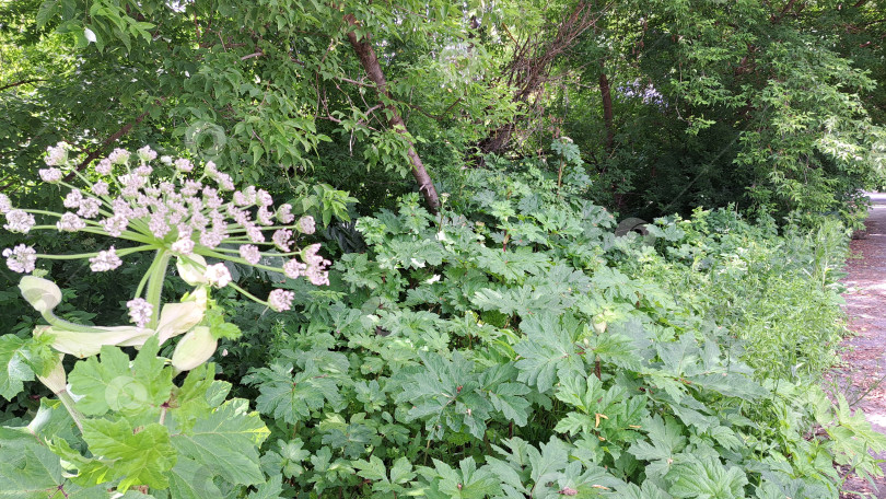 Скачать Борщевик Сосновского с крупными зелеными листьями и нежными белыми цветами, цветущий в пышной зелени вдоль дорожки, демонстрирует природную красоту и биологическое разнообразие фотосток Ozero