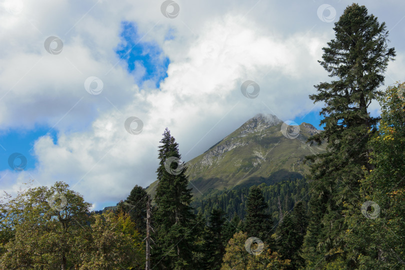 Скачать Лес в горах фотосток Ozero