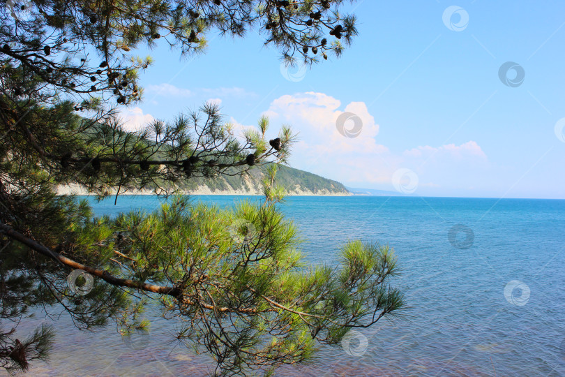 Скачать Вид на черное море горы и сосны побережье Краснодарского края фотосток Ozero