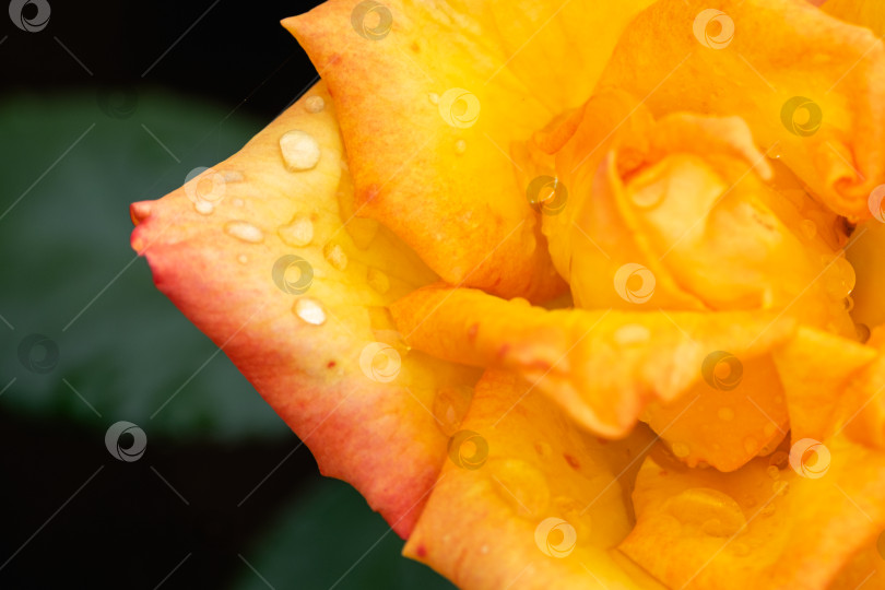 Скачать капля дождя на оранжевом лепестке розы, крупным планом фотосток Ozero