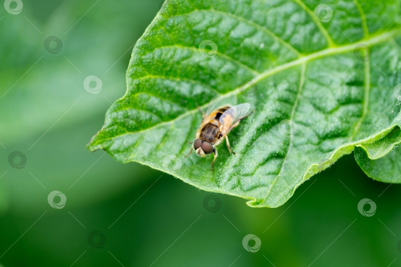Скачать Eristalis pertinax на зеленом листе, крупный план. Насекомое, похожее на пчелу фотосток Ozero