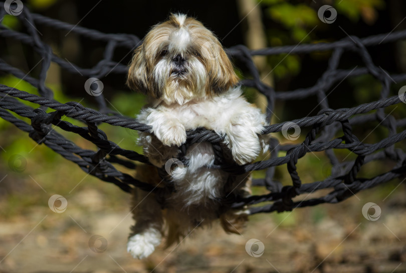 Скачать собака ши тцу лежит фотосток Ozero