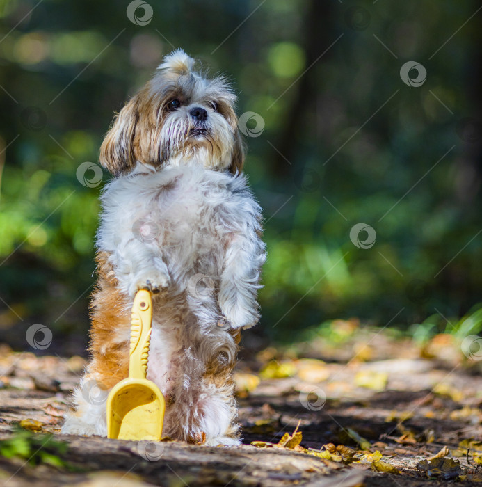 Скачать собака ши тцу с лопатой фотосток Ozero