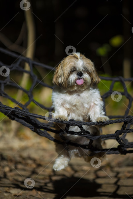 Скачать собака ши тцу лежит фотосток Ozero