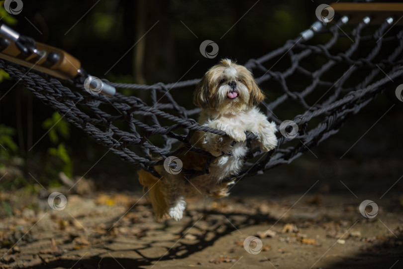 Скачать собака ши тцу лежит фотосток Ozero