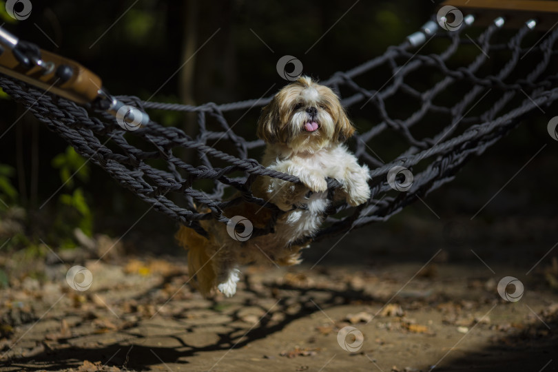 Скачать собака ши-тцу лежит в гамаке фотосток Ozero