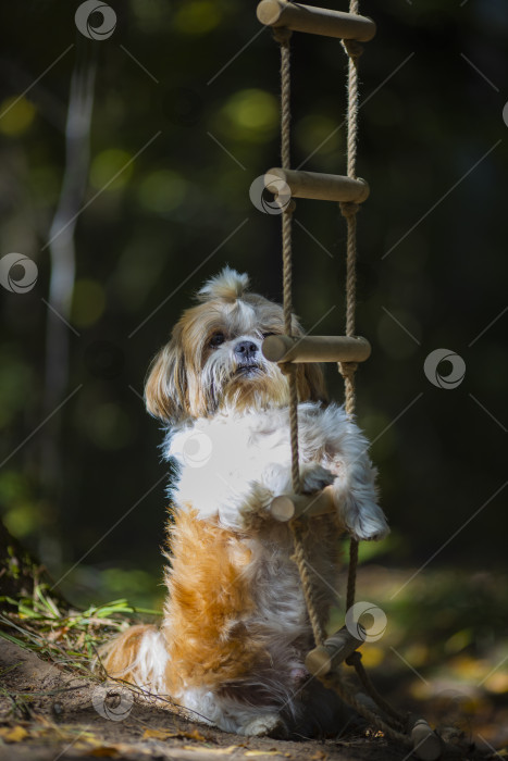 Скачать собака ши тцу возле веревочной лестнице фотосток Ozero