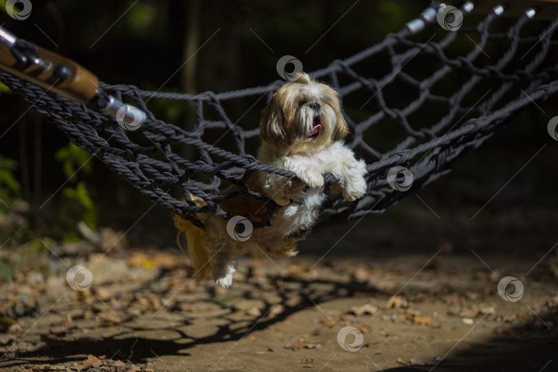 Скачать собака ши тцу лежит в гамаке фотосток Ozero
