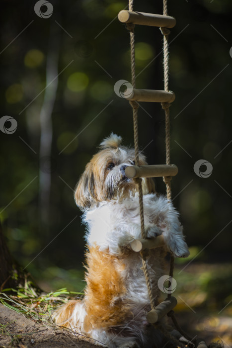 Скачать собака ши-тцу возле веревочной лестницы фотосток Ozero