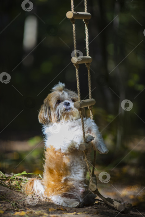 Скачать собака ши тцу возле веревочной лестнице фотосток Ozero