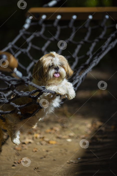 Скачать собака ши тцу лежит фотосток Ozero