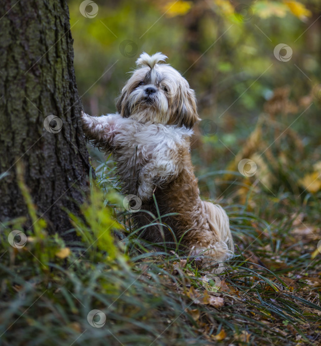 Скачать собака ши тцу стоит возле дерева фотосток Ozero