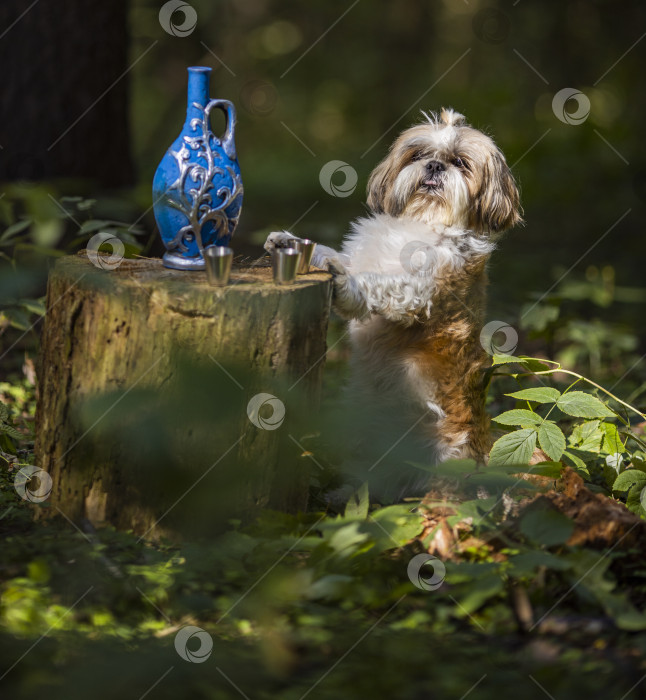 Скачать собака ши тцу с синей бутылкой фотосток Ozero