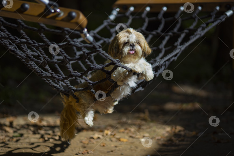 Скачать собака ши тцу лежит фотосток Ozero