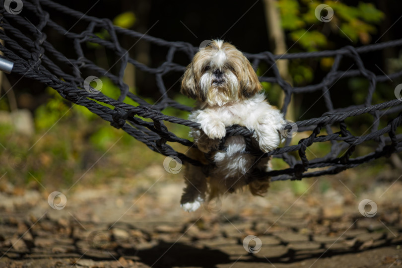Скачать собака ши тцу лежит в гамаке фотосток Ozero