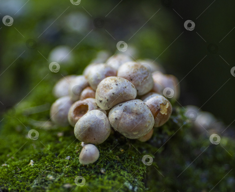 Скачать гриб растущий фотосток Ozero