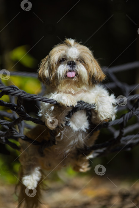 Скачать собака ши тцу лежит в гамаке фотосток Ozero